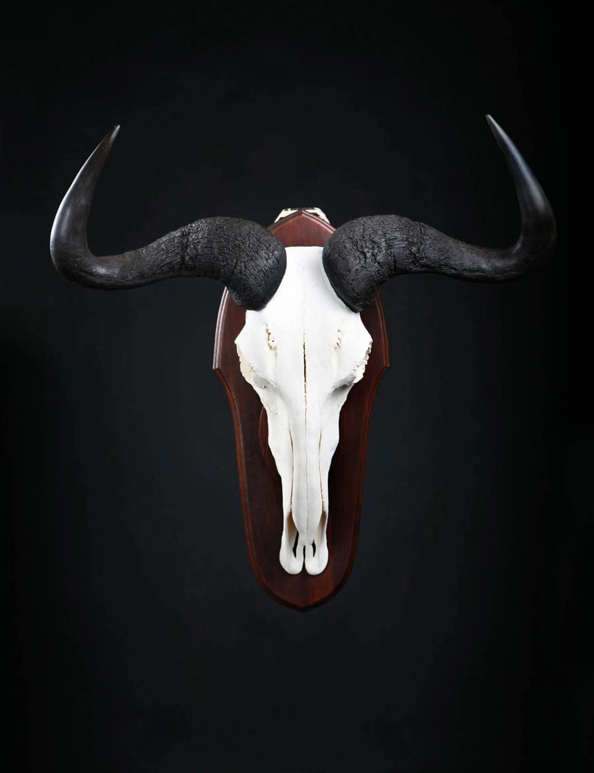 B wildebeest Skull Skull Mount — Highveld Taxidermists